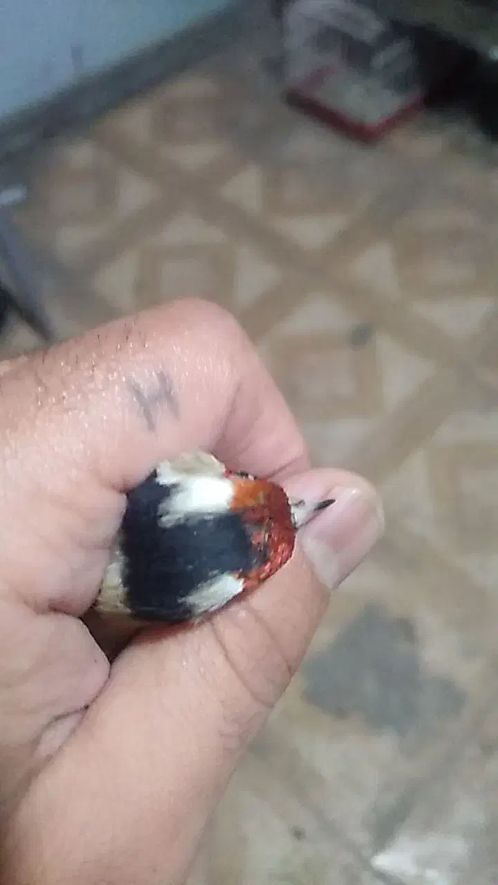 عروس هلندی ماده|پرنده|کوهدشت, |دیوار