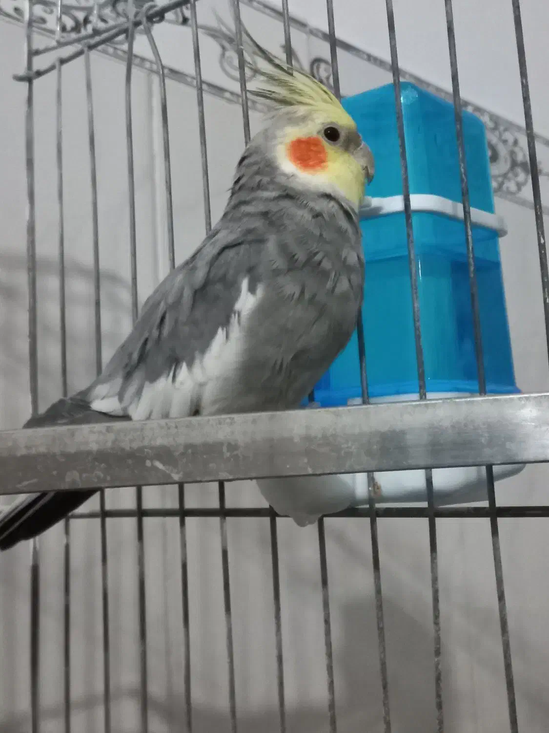 فروشی|پرنده|رباطکریم, الارد|دیوار