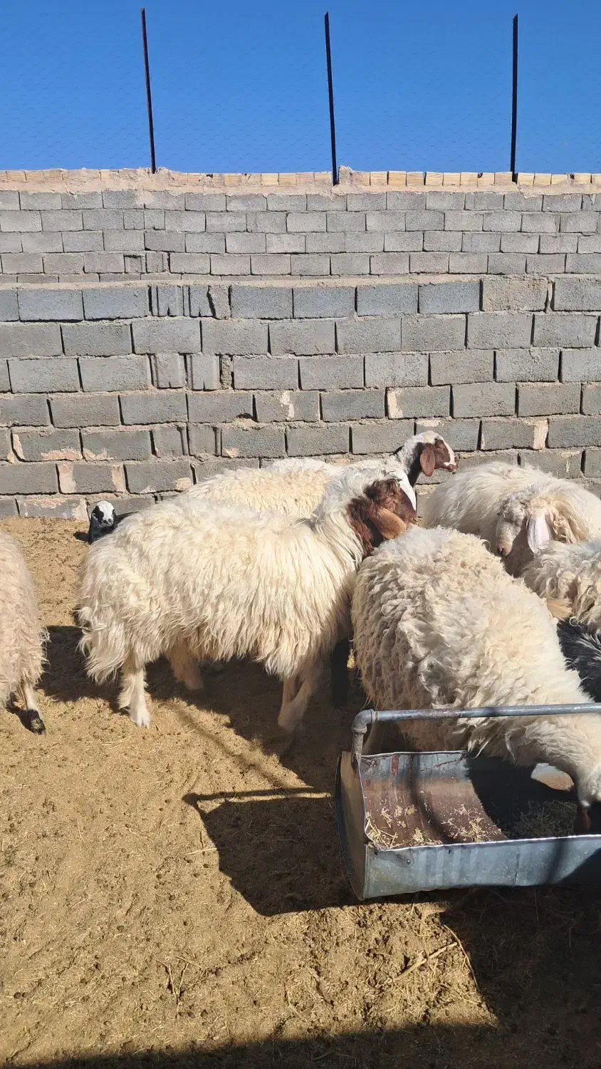 باسلام ۷ راس بره نر سبک وزن|حیوانات مزرعه|سده (خراسان جنوبی), |دیوار