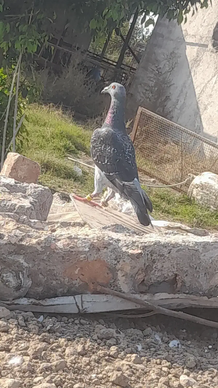 کبوتر دورگ|پرنده|گرگان, |دیوار