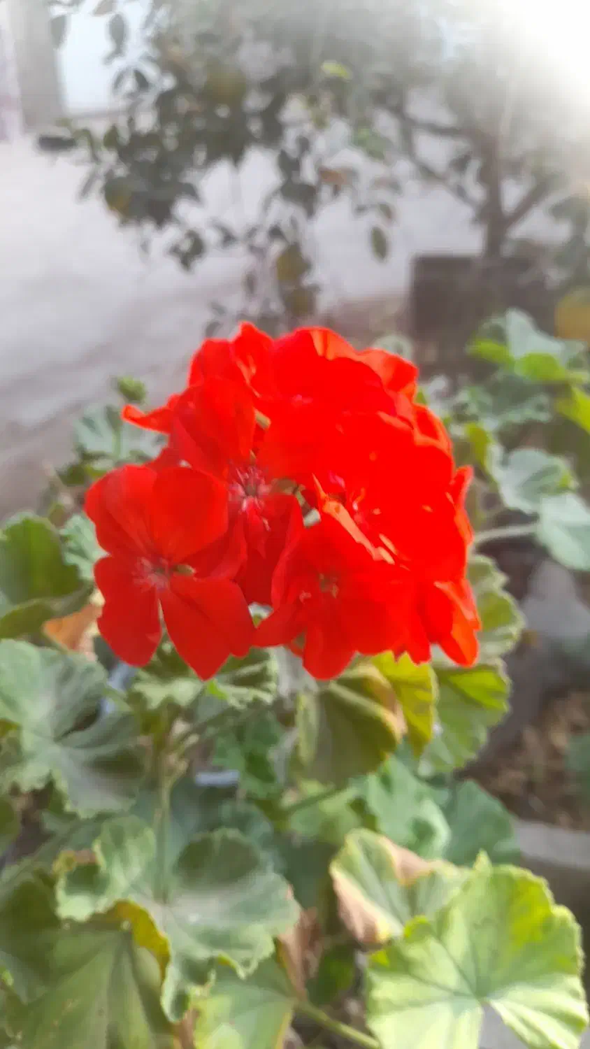 فروش گل شمعدانی|گل و گیاه طبیعی|جیرفت, |دیوار