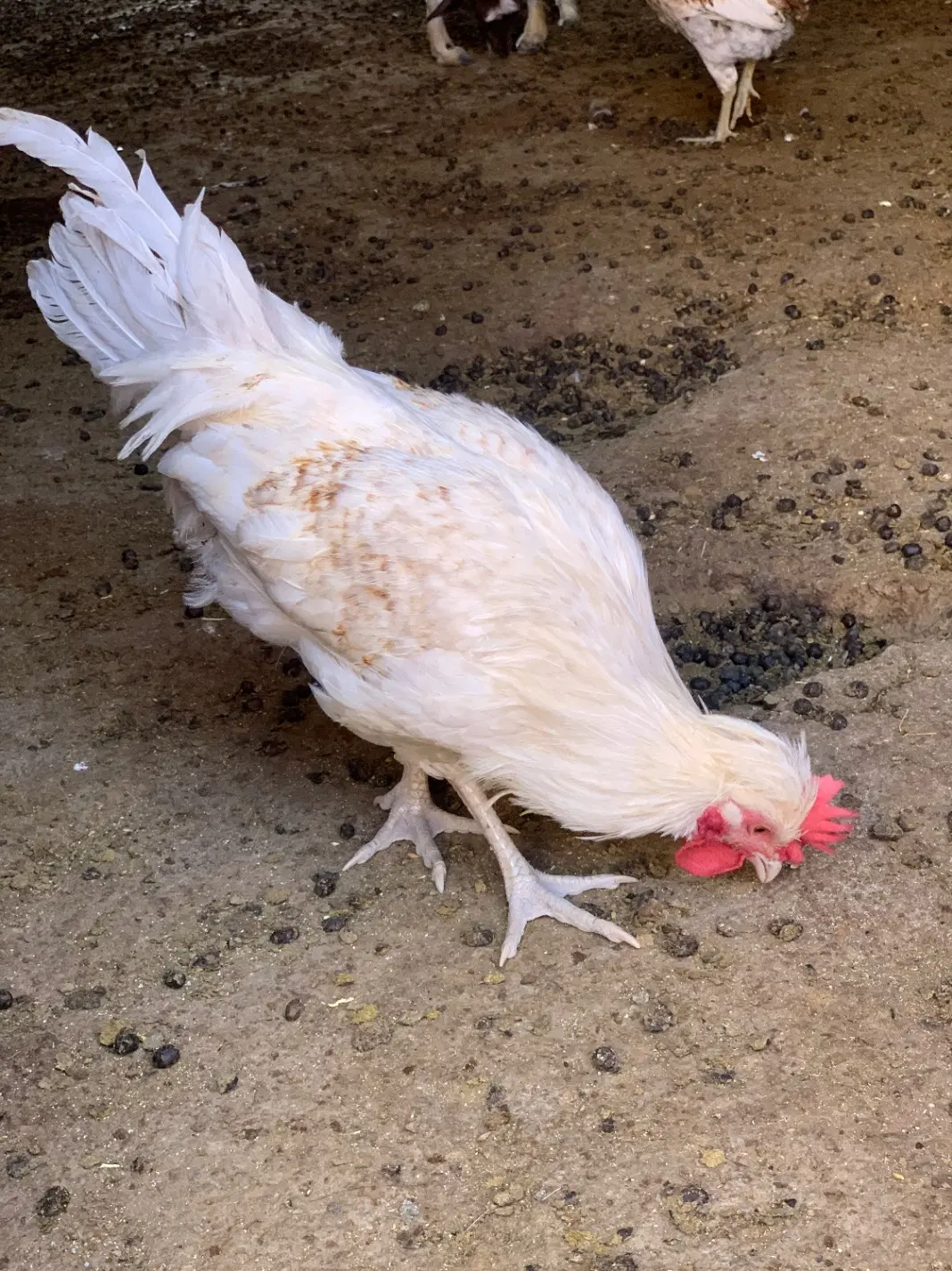 خروس|حیوانات مزرعه|ثلاث باباجانی, |دیوار