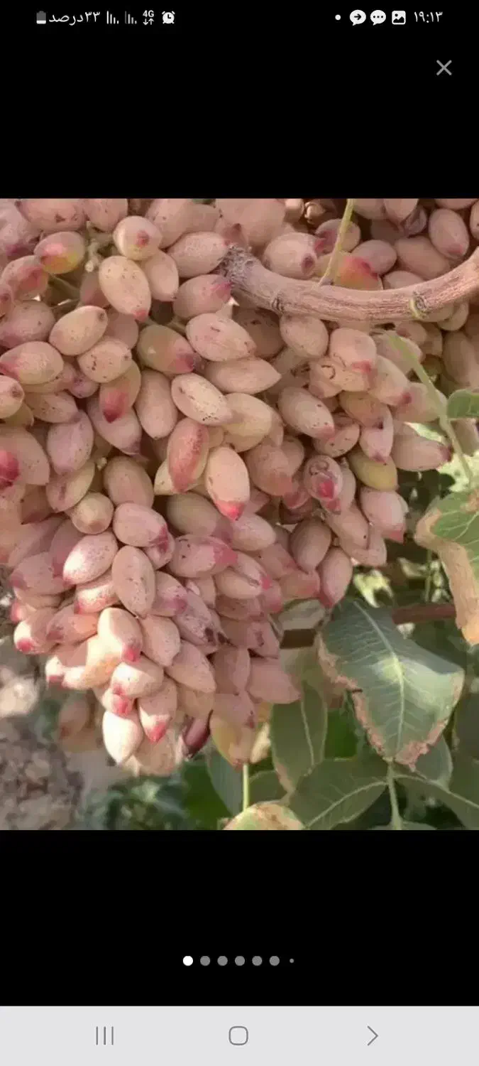 خر ی د ضایعات  پسته وپو ک شکن|خدمات باغبانی و درختکاری|اردکان, |دیوار