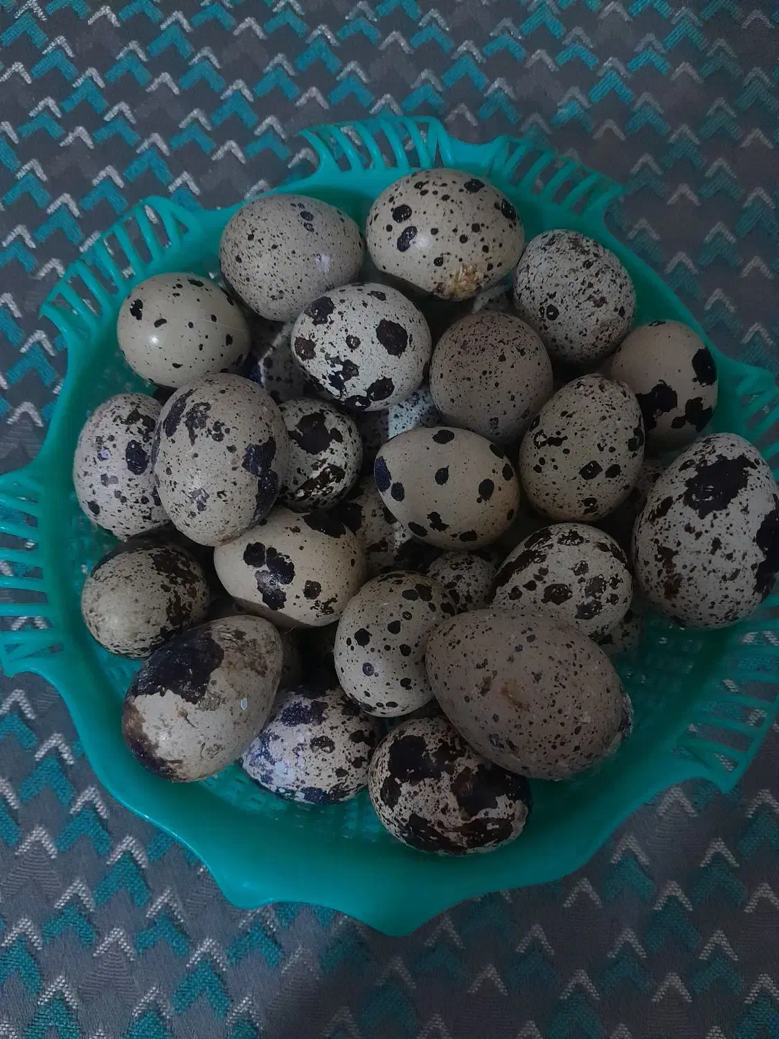 بلدرچین و تخم بلدرچین|پرنده|گزیک, |دیوار