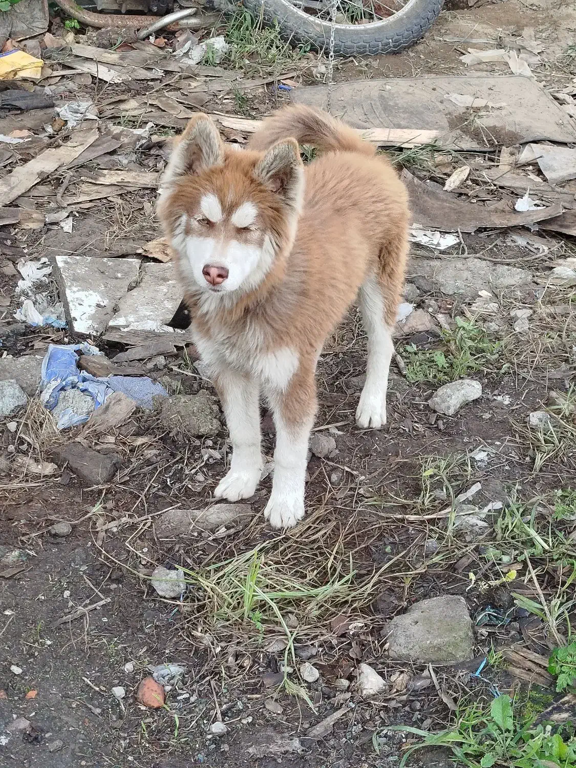 واگذاری سگ هاسکی|سگ|آمل, |دیوار