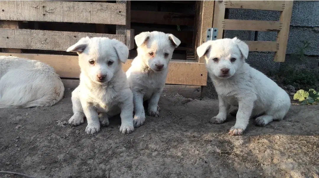 پاکوتا سرابی|سگ|مشکیندشت, |دیوار