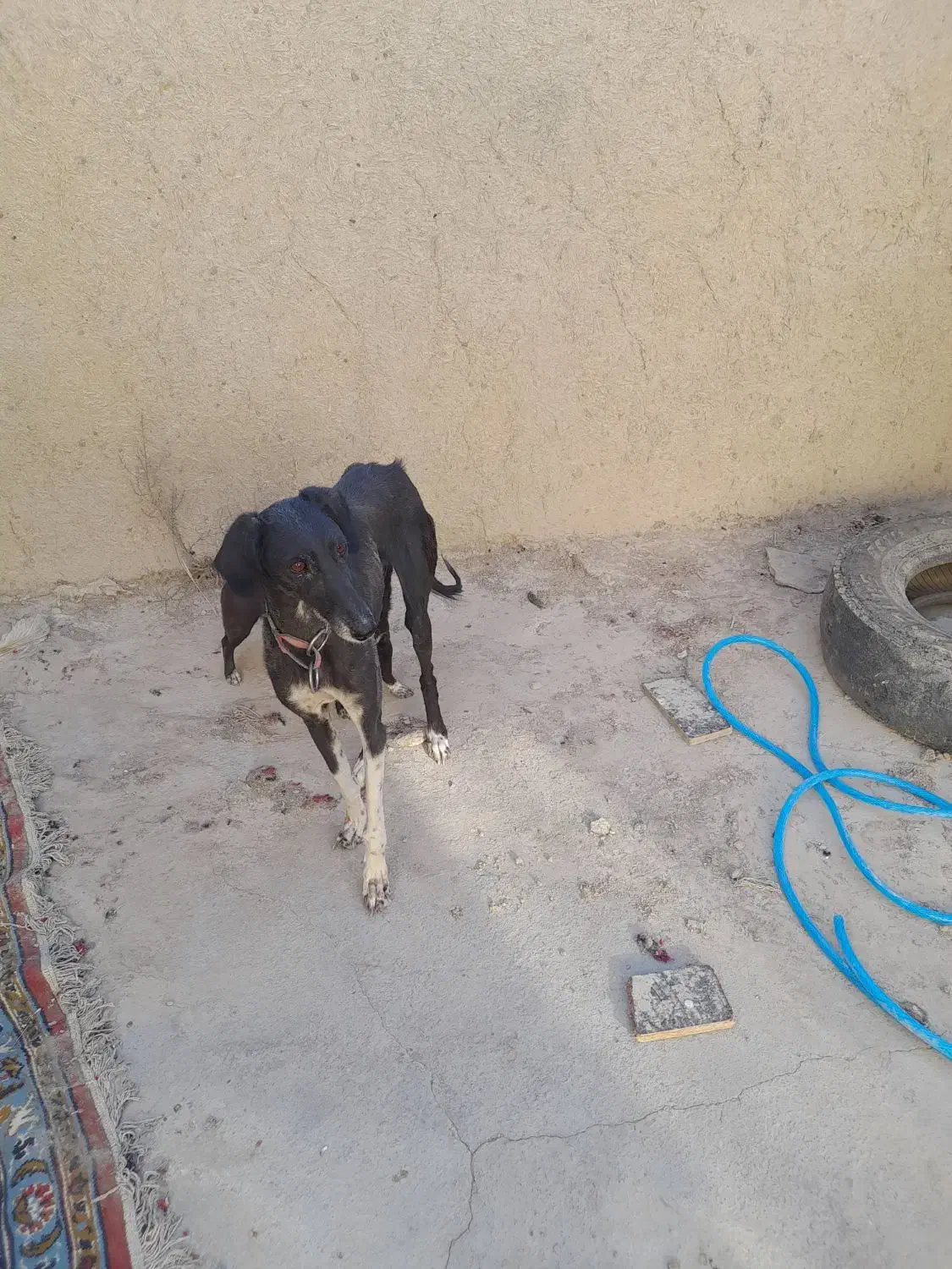 تازی ماده|سگ|دیواندره, |دیوار