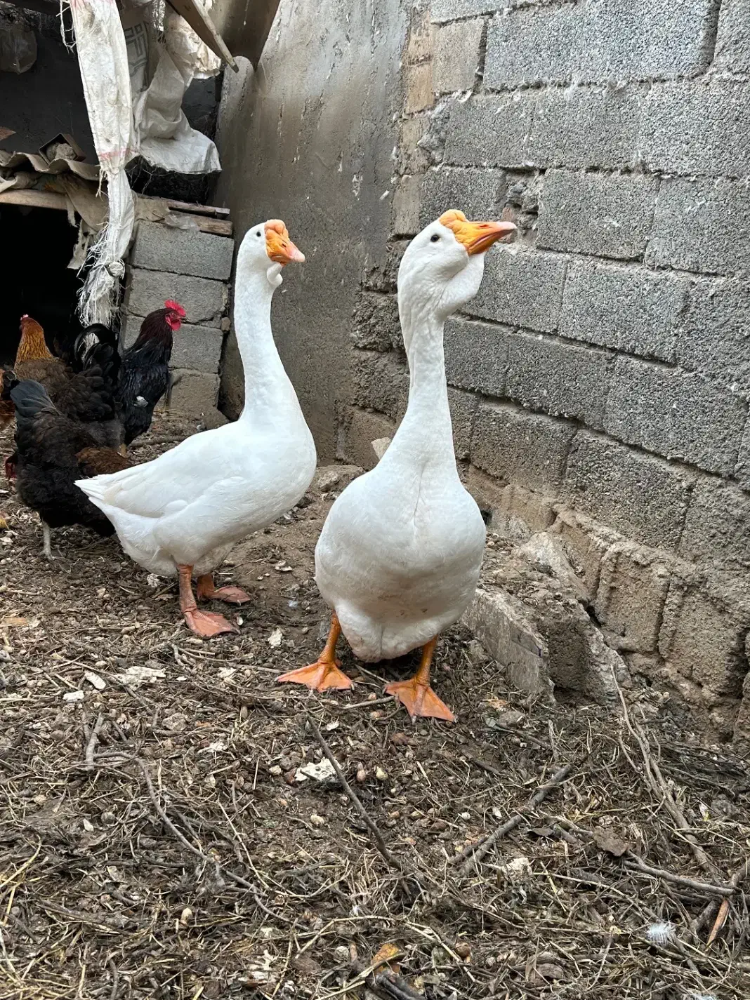 غاز قو لیندا|حیوانات مزرعه|پارس‌آباد, |دیوار