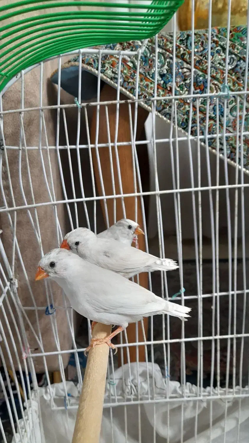 فنج|پرنده|ورامین, ورامین|دیوار