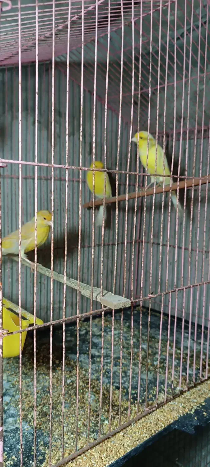 قناری ماده|پرنده|تنکابن, |دیوار