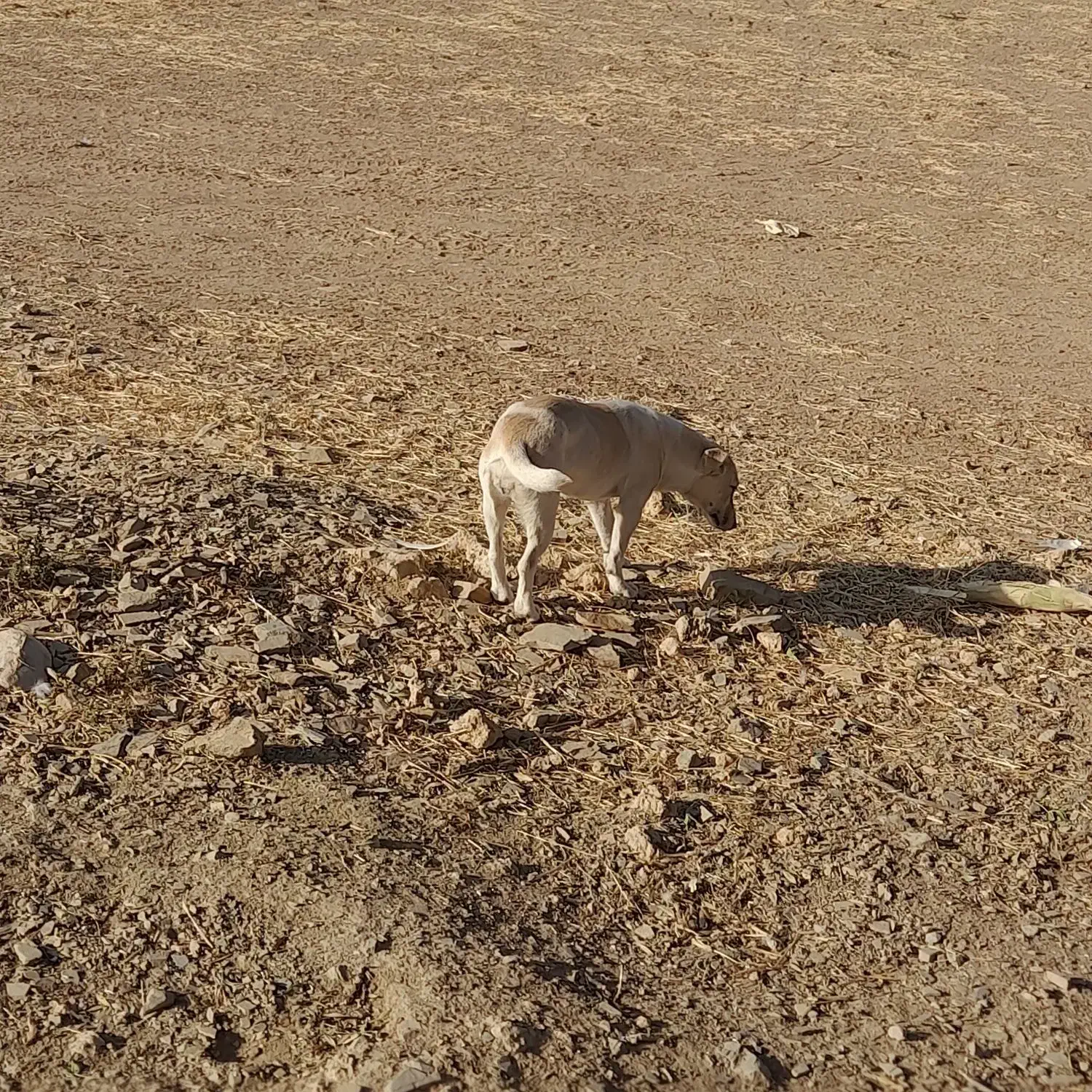 سگ پاکوتاه|سگ|کنگاور, |دیوار