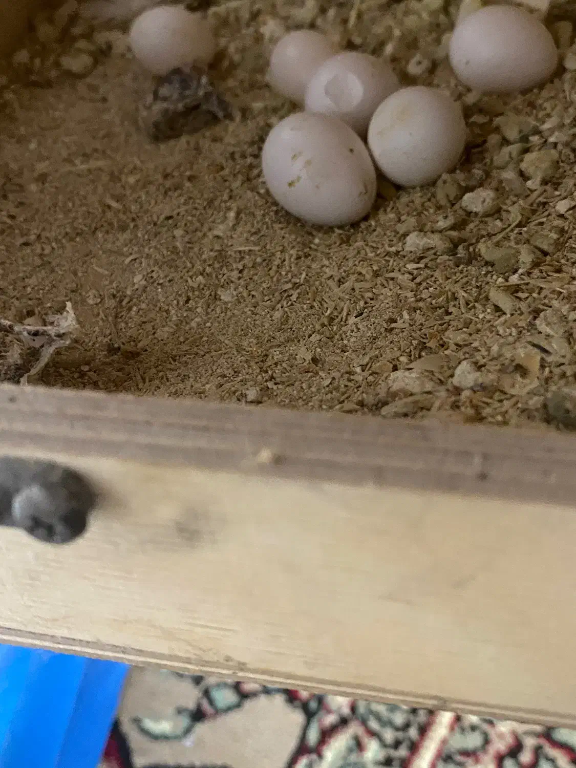 عروس هلندی سخنگو با ۶تا تخم|پرنده|بندرعباس, |دیوار