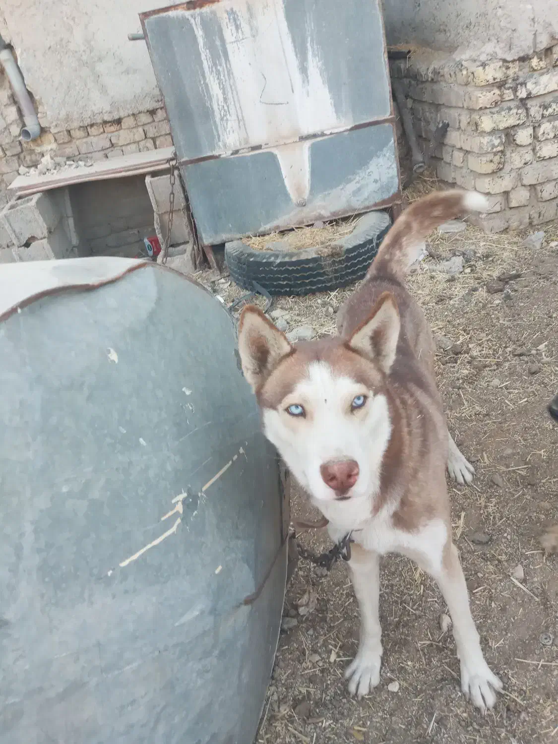 سگ هاکسی|سگ|طسوج, |دیوار