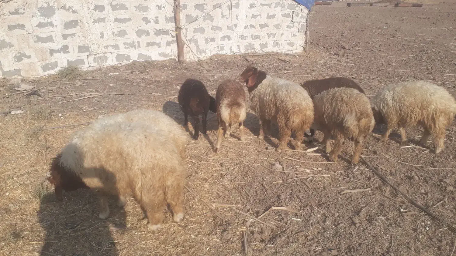 فروش بره نر|حیوانات مزرعه|دره شهر, |دیوار