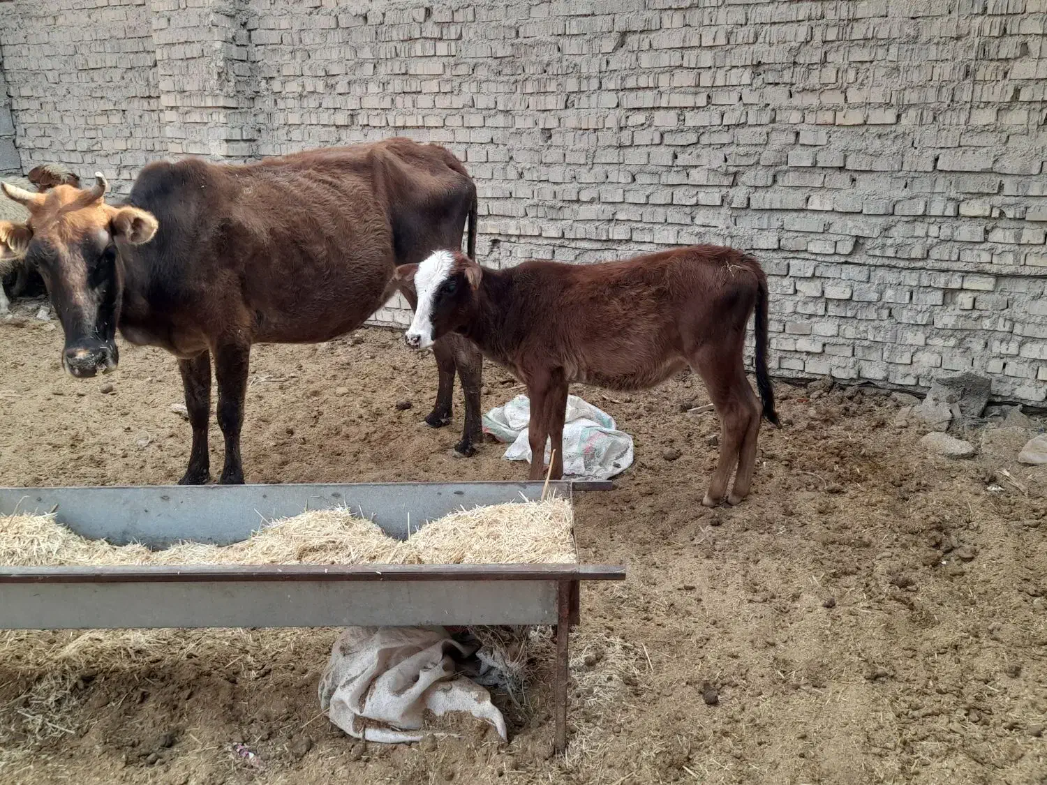 گاو ی گوساله نر در شادگان|حیوانات مزرعه|شادگان, |دیوار