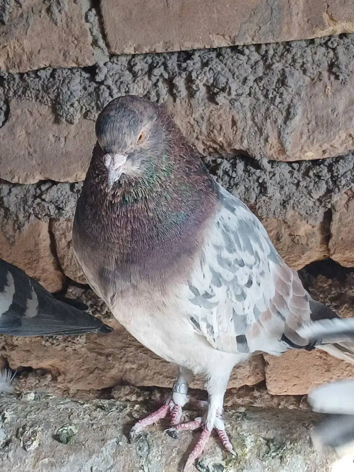 هفت رنگ پرشی چندتا طوقی|پرنده|رامند, |دیوار