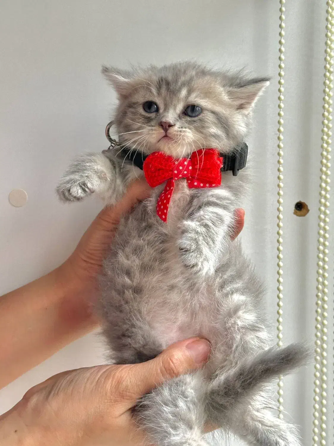 بریتیش پسر خرسی|گربه|کرج, فاز ۳ مهرشهر|دیوار