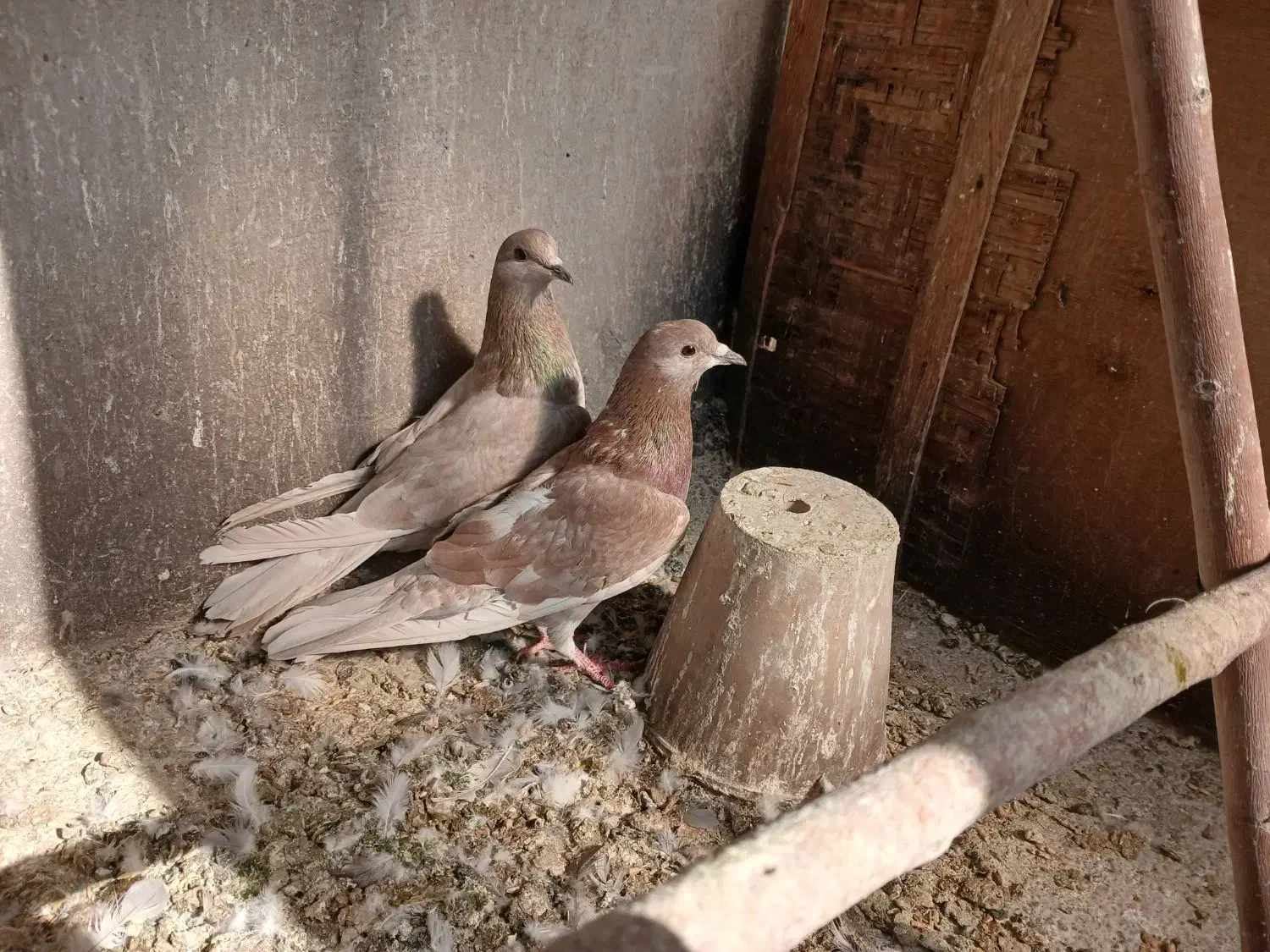 ماده دمگیر سرخ|پرنده|اصفهان, ارداجی|دیوار