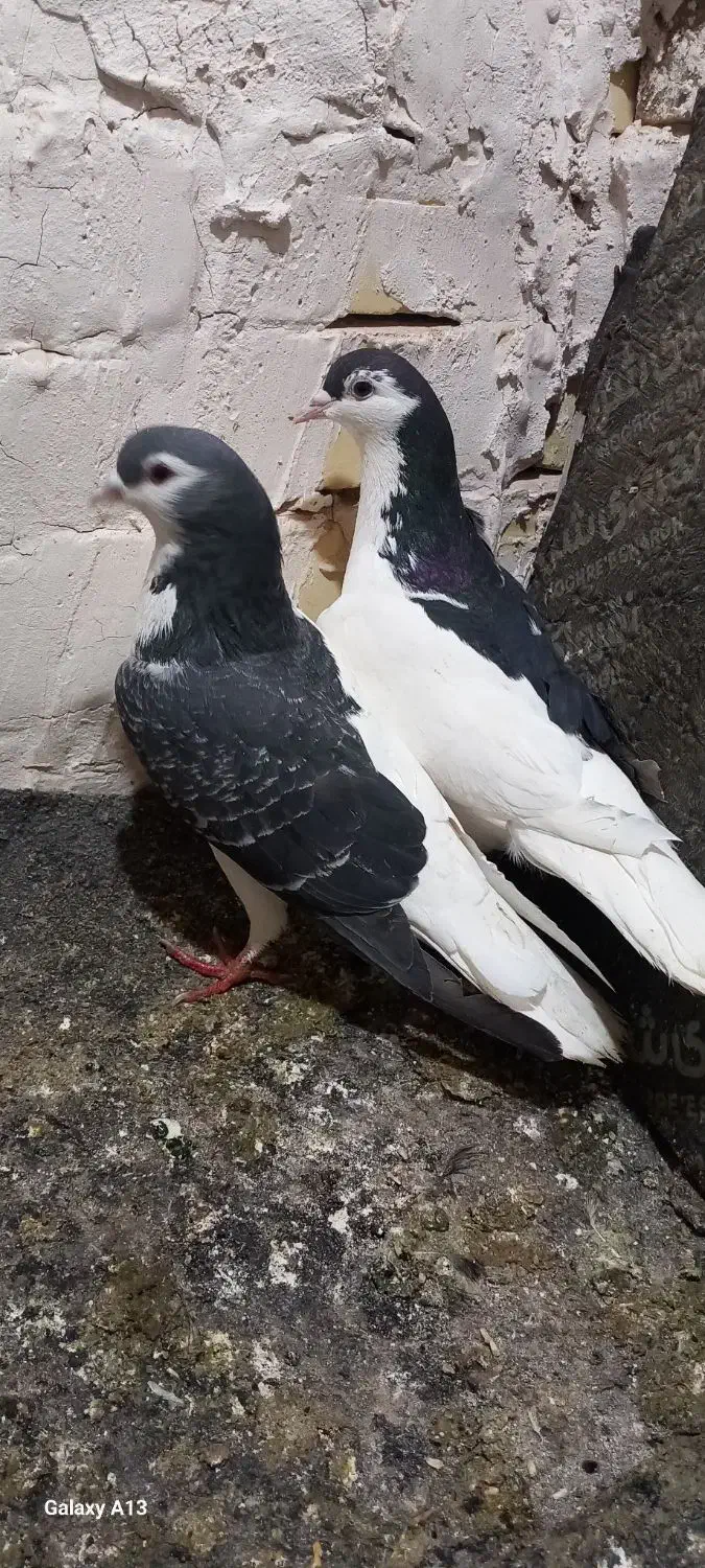 کفتر نرماده چب و راست|پرنده|رشتخوار, |دیوار