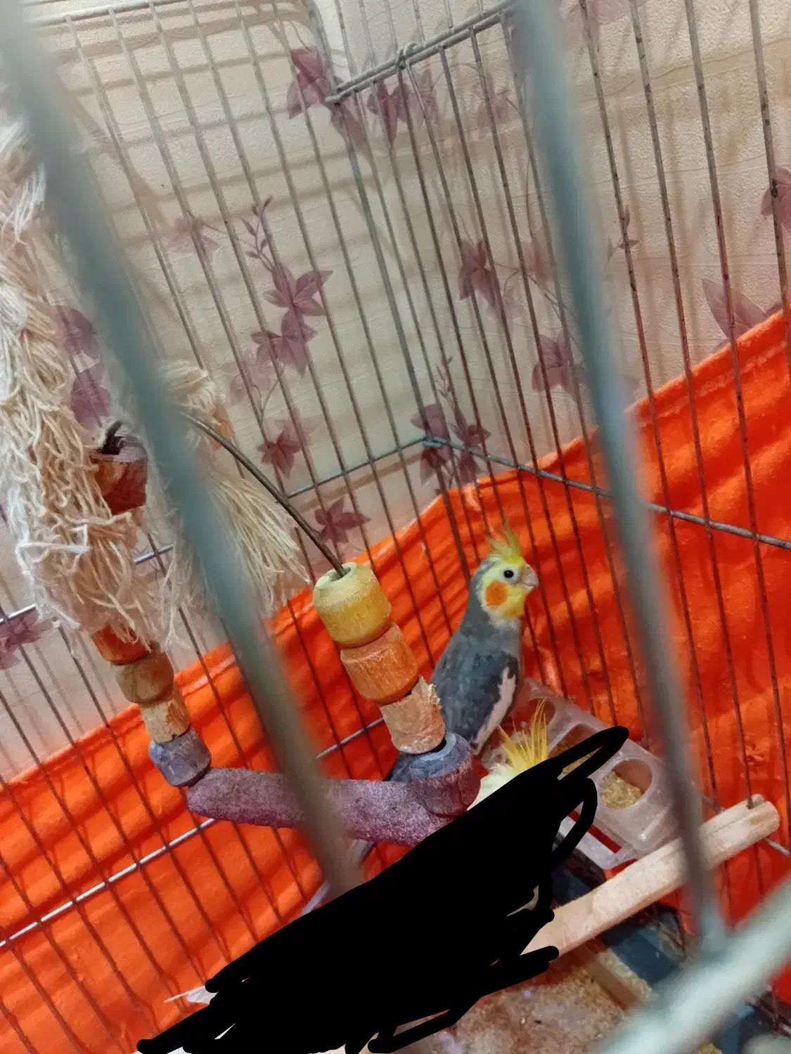 عروس هلندی|پرنده|گلستان (تهران), |دیوار