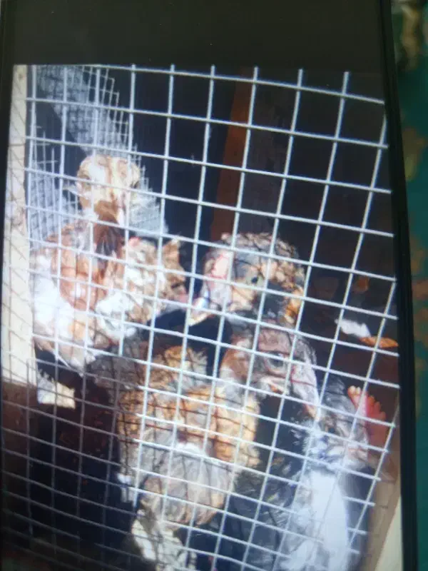 جوجه اوشامو|حیوانات مزرعه|یزد, |دیوار