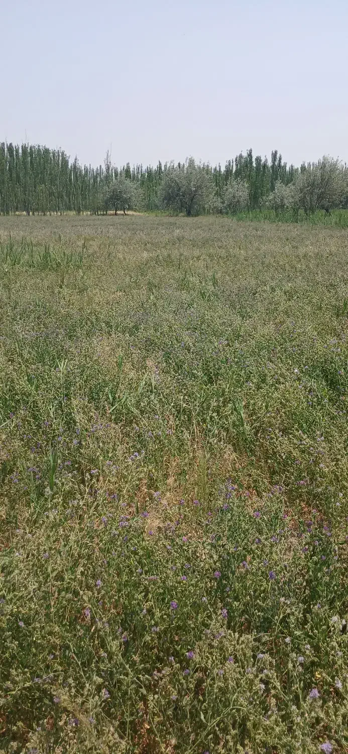 بذر قره یونجه|خدمات باغبانی و درختکاری|شیراز, دارالرحمه|دیوار