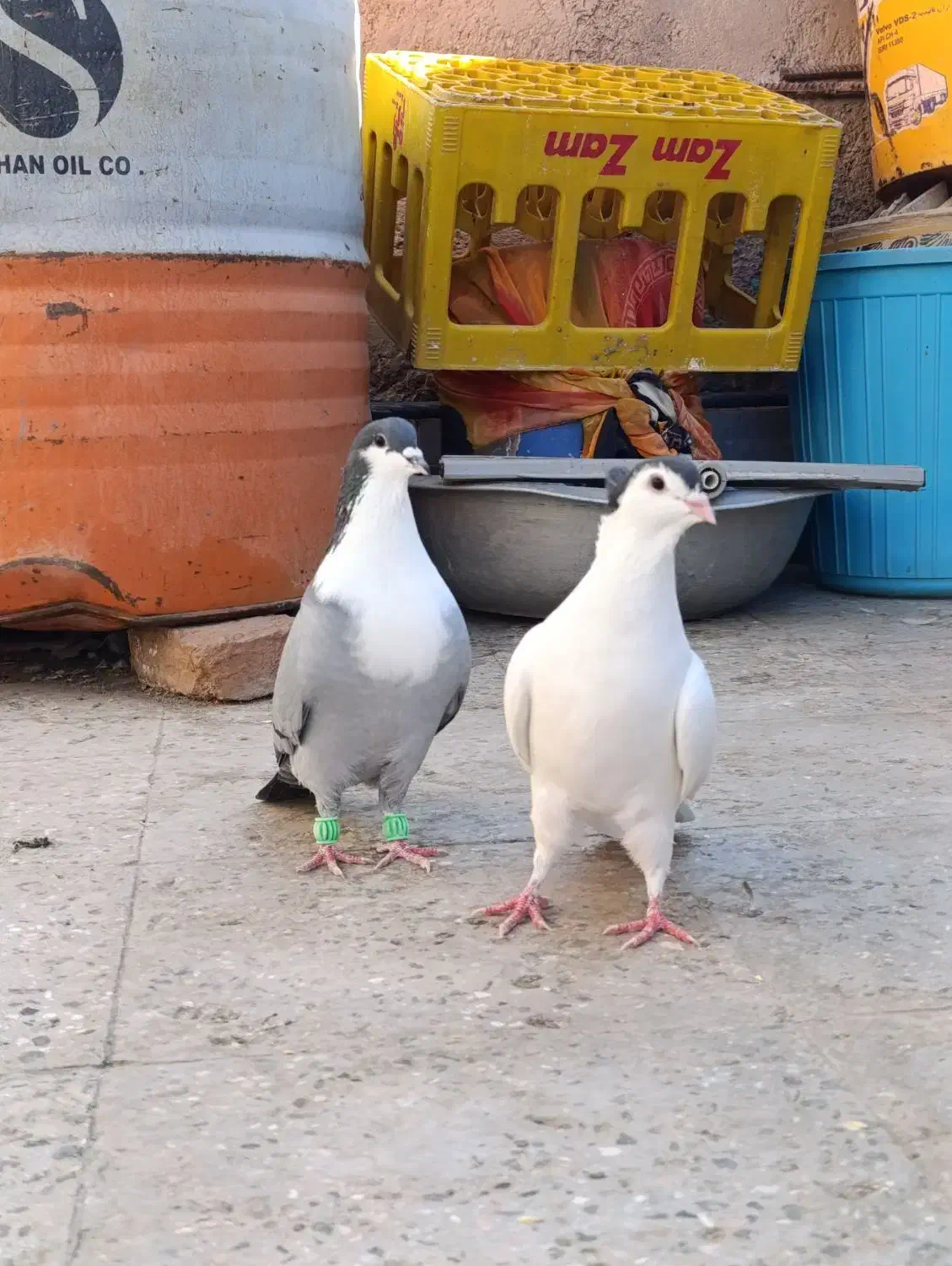 ریش سبز .خال سیاه افغان . کله سرخ زرد چپ سیاه نقش|پرنده|بیرجند, |دیوار