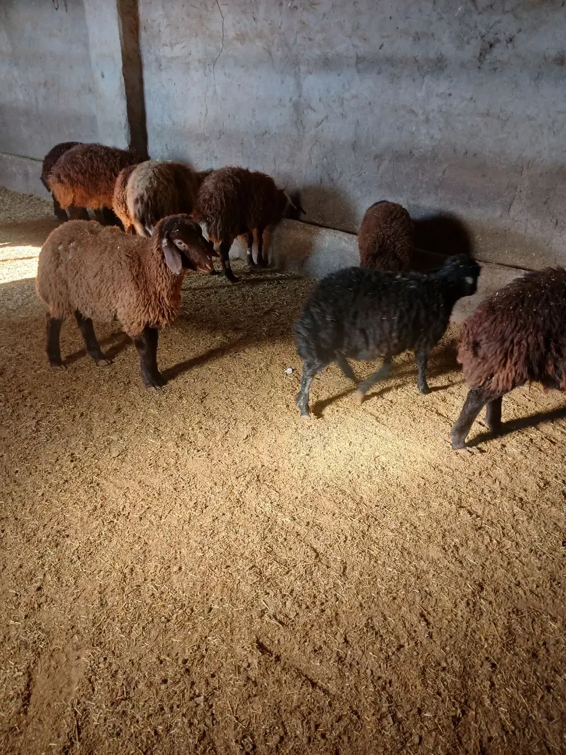 گوسفند|حیوانات مزرعه|هریس, |دیوار