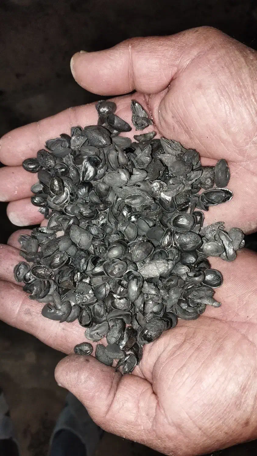 خرید پوست پسته|خدمات باغبانی و درختکاری|شهر بابک, |دیوار