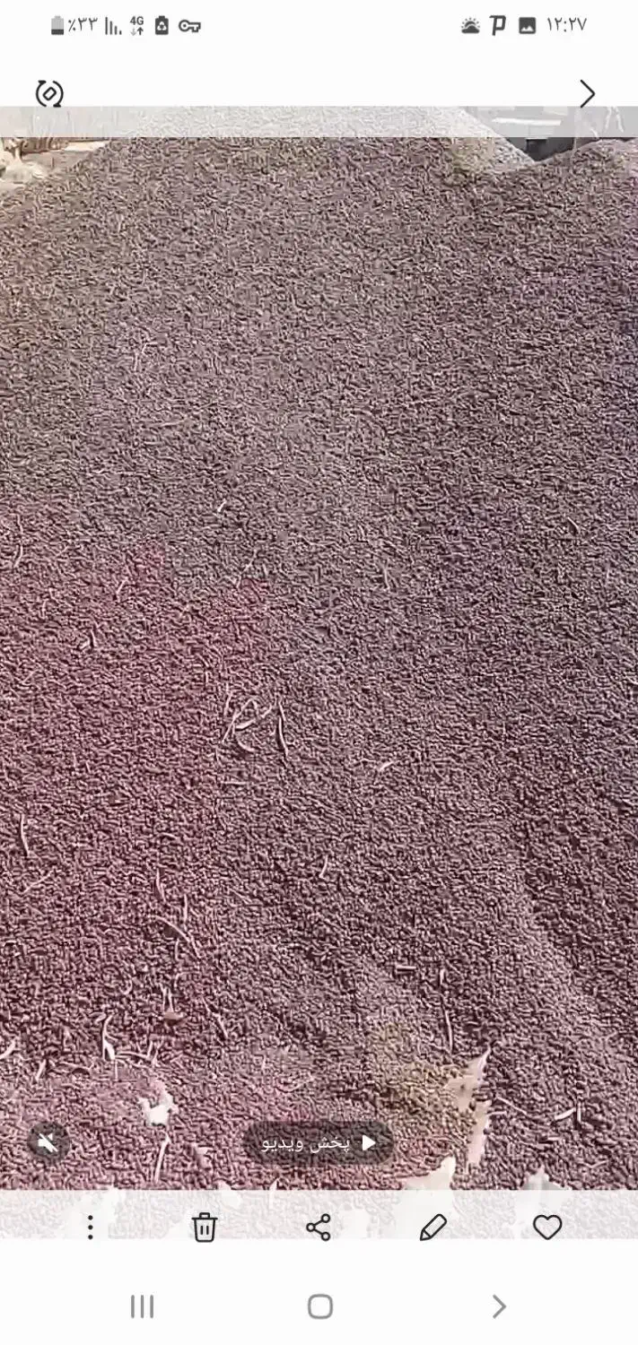 لوبیا قرمز درشت بذریاقوت درجه ۱|عمدهفروشی|الیگودرز, |دیوار