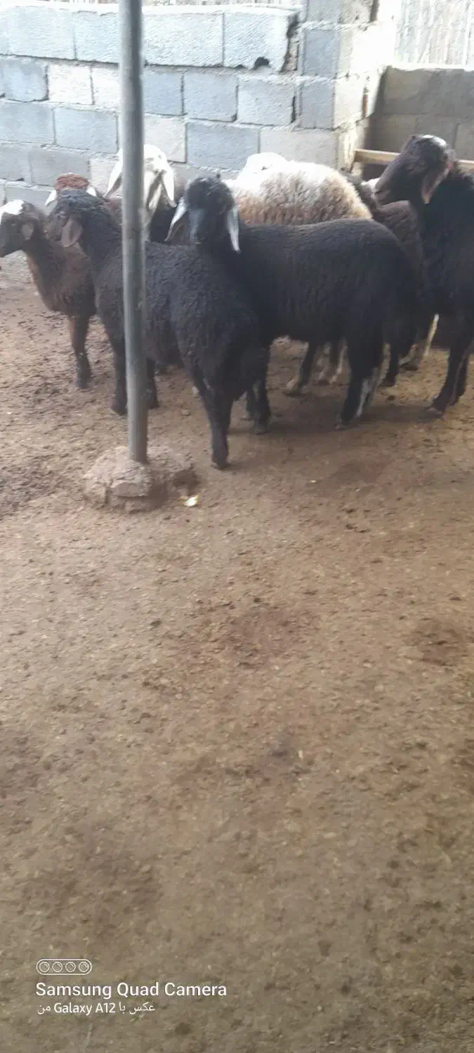 بره نر و ماده شیر مست|حیوانات مزرعه|آق قلا, |دیوار