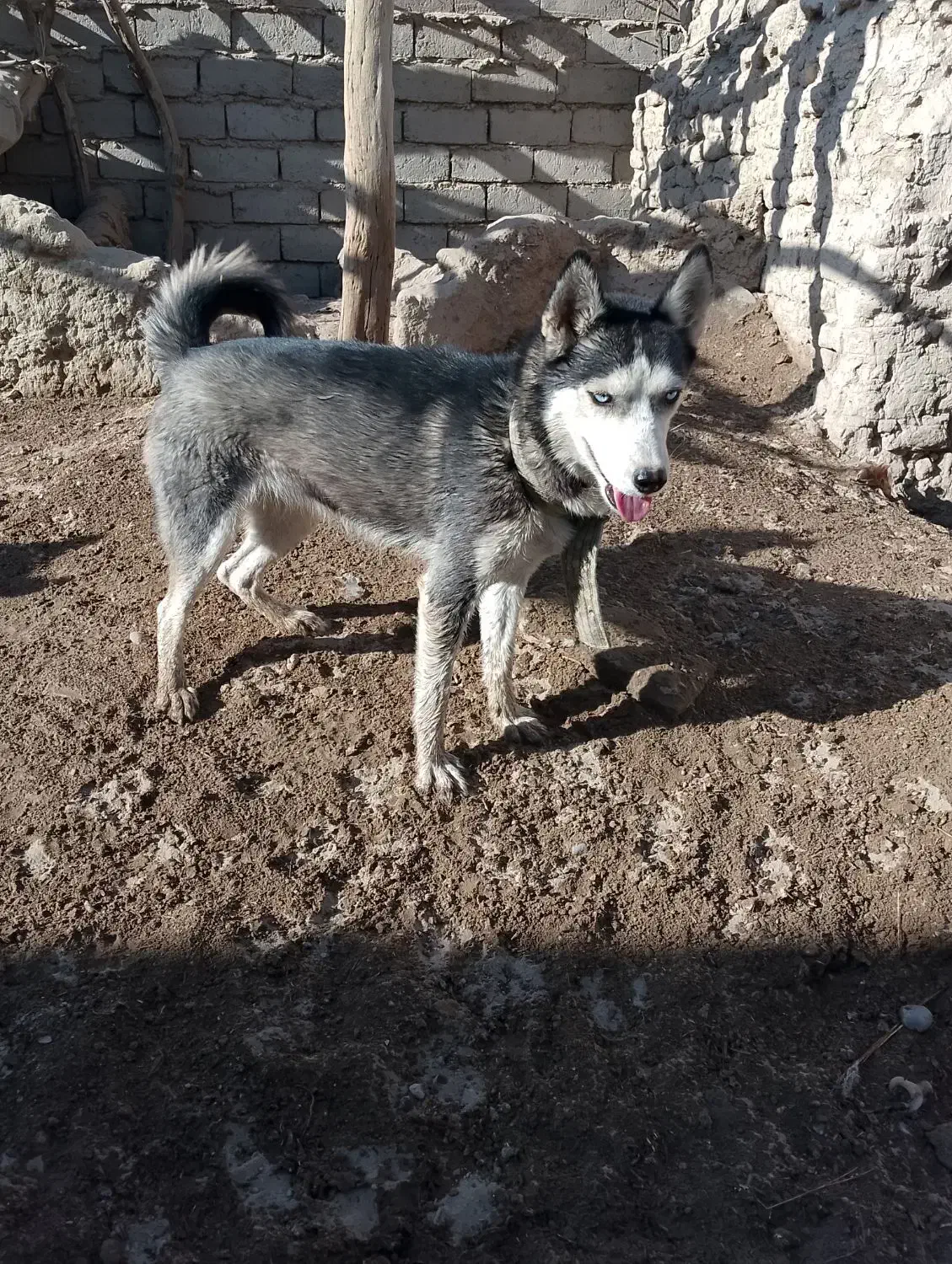 سگ هاسکی|سگ|زهک, |دیوار