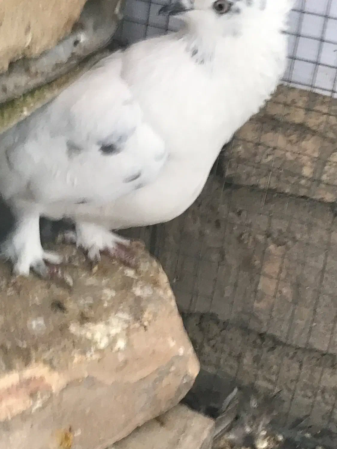 فروش۱۲تا کبوتر زاغ چشمنوک سوسنی کاشونی|پرنده|شاهینشهر, پاسداران|دیوار