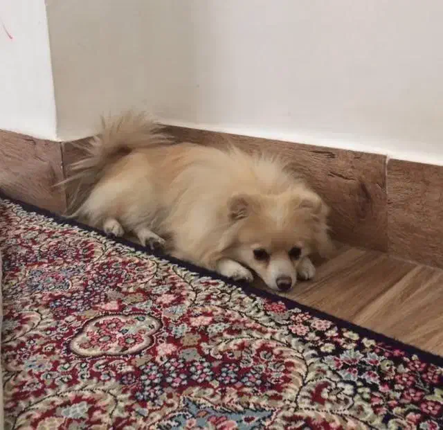 سگ ماده پامرانین|سگ|ایلام, |دیوار