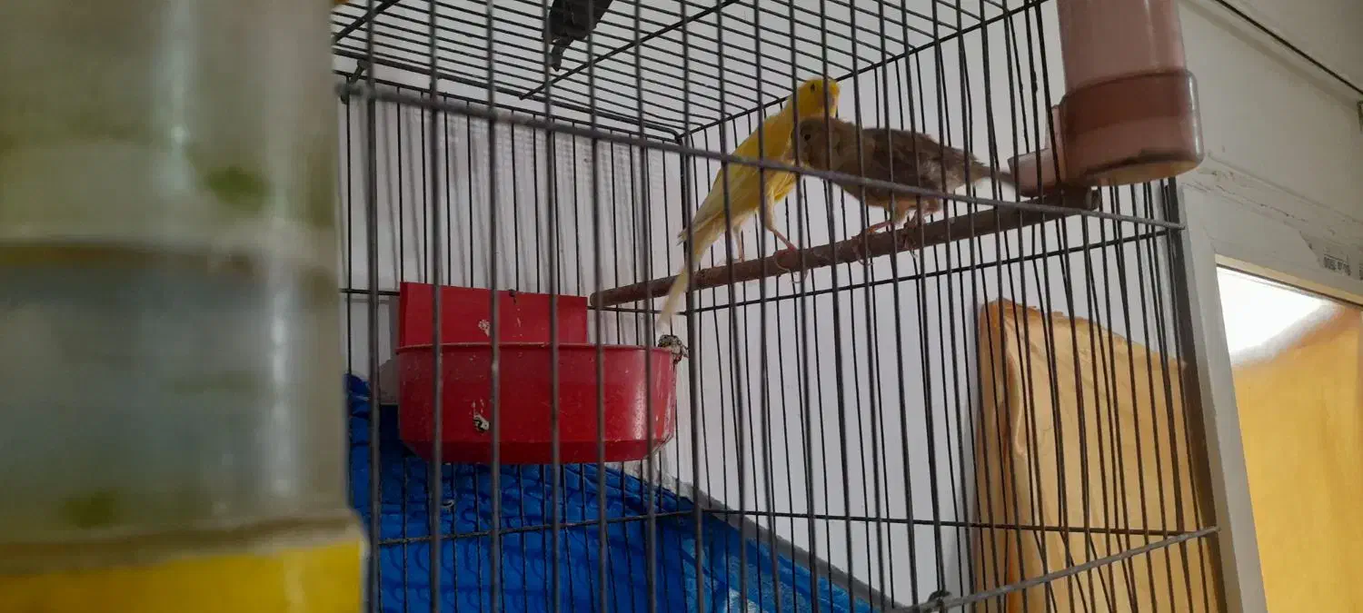 پرنده قناری جفت|پرنده|اصفهان, بهارستان|دیوار