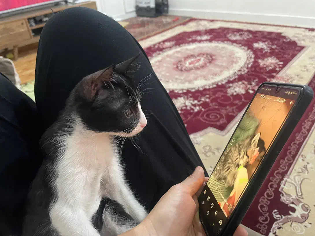 واگذاری گربه تاکسیدو|گربه|اهواز, نادری|دیوار