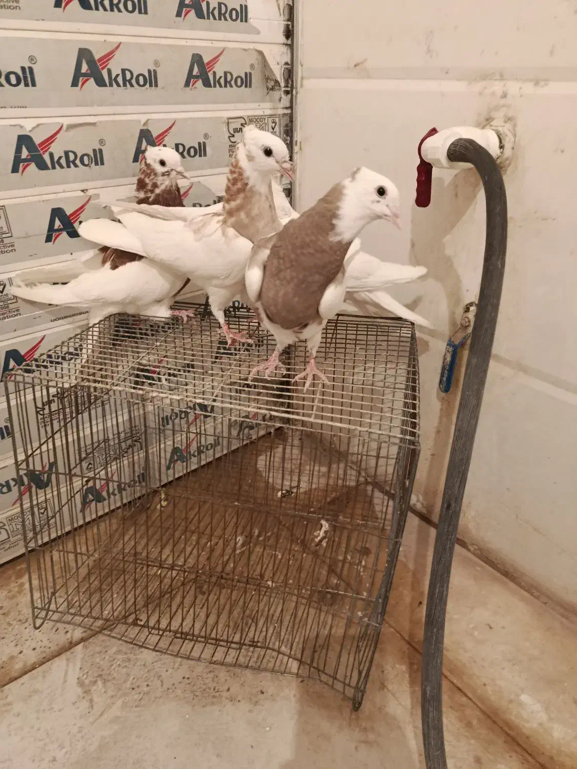 کبوتر|پرنده|سرپل ذهاب, |دیوار