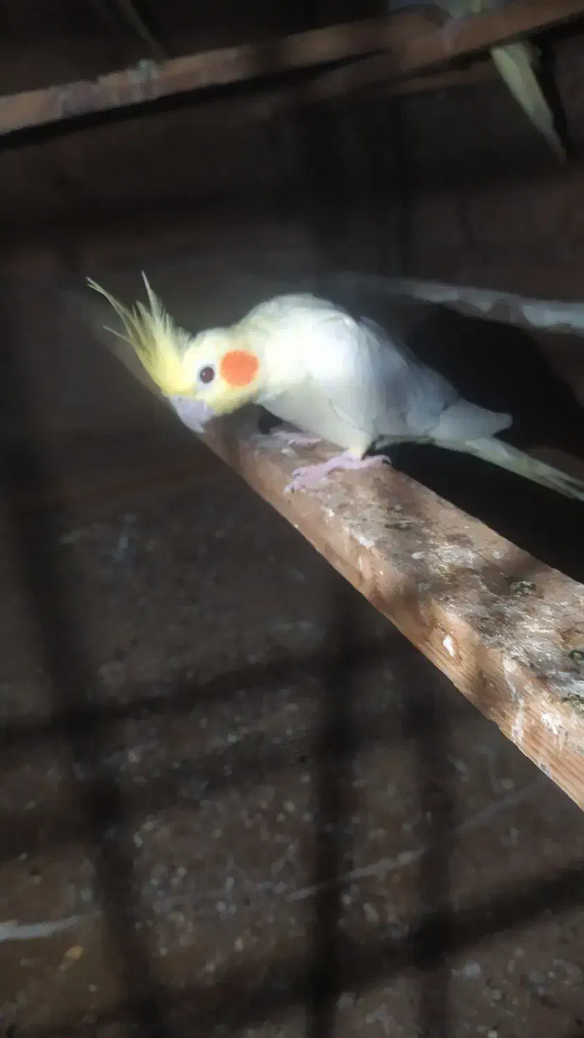 عروس هلندی لوتینو نر|پرنده|چابهار, |دیوار