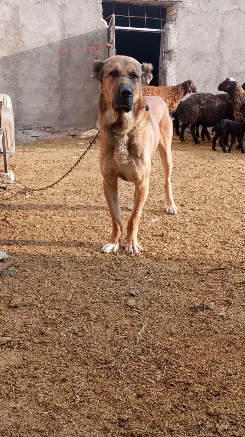 سگ سرابی|سگ|کبودرآهنگ, |دیوار