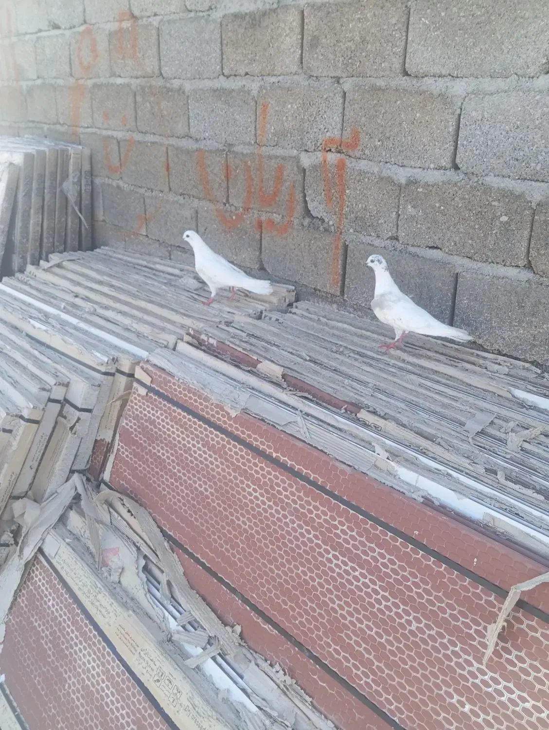 کبوتر|پرنده|خمیر, |دیوار