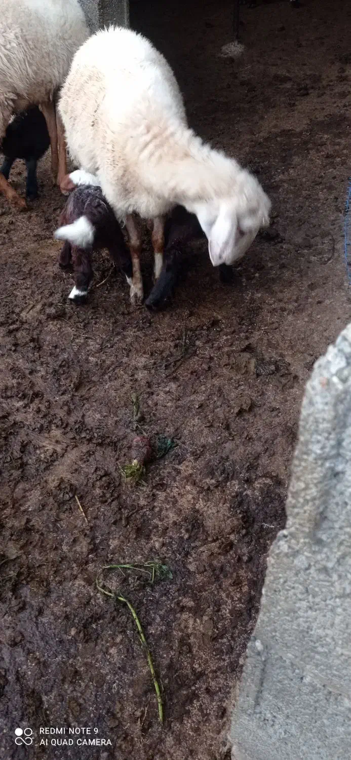 گوسفند دوقلوزا بره وره مار|حیوانات مزرعه|قائم‌شهر, |دیوار