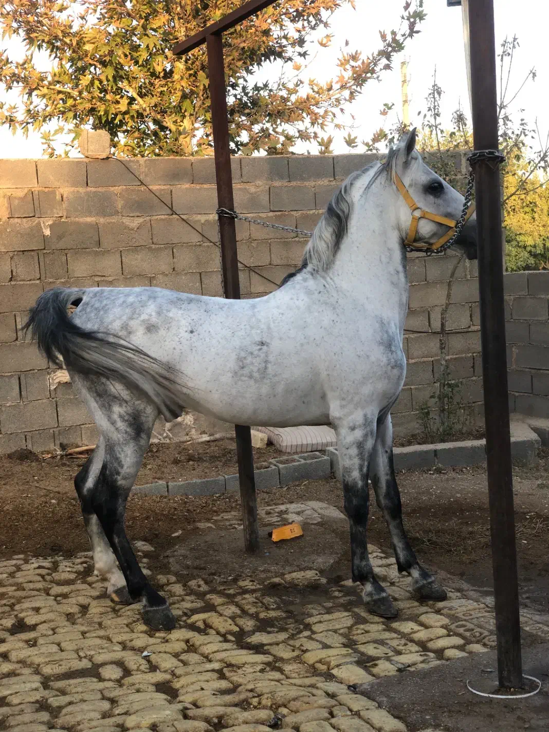 سواری کردن اسب|اسب و تجهیزات اسب‌سواری|شیراز, انجیره|دیوار