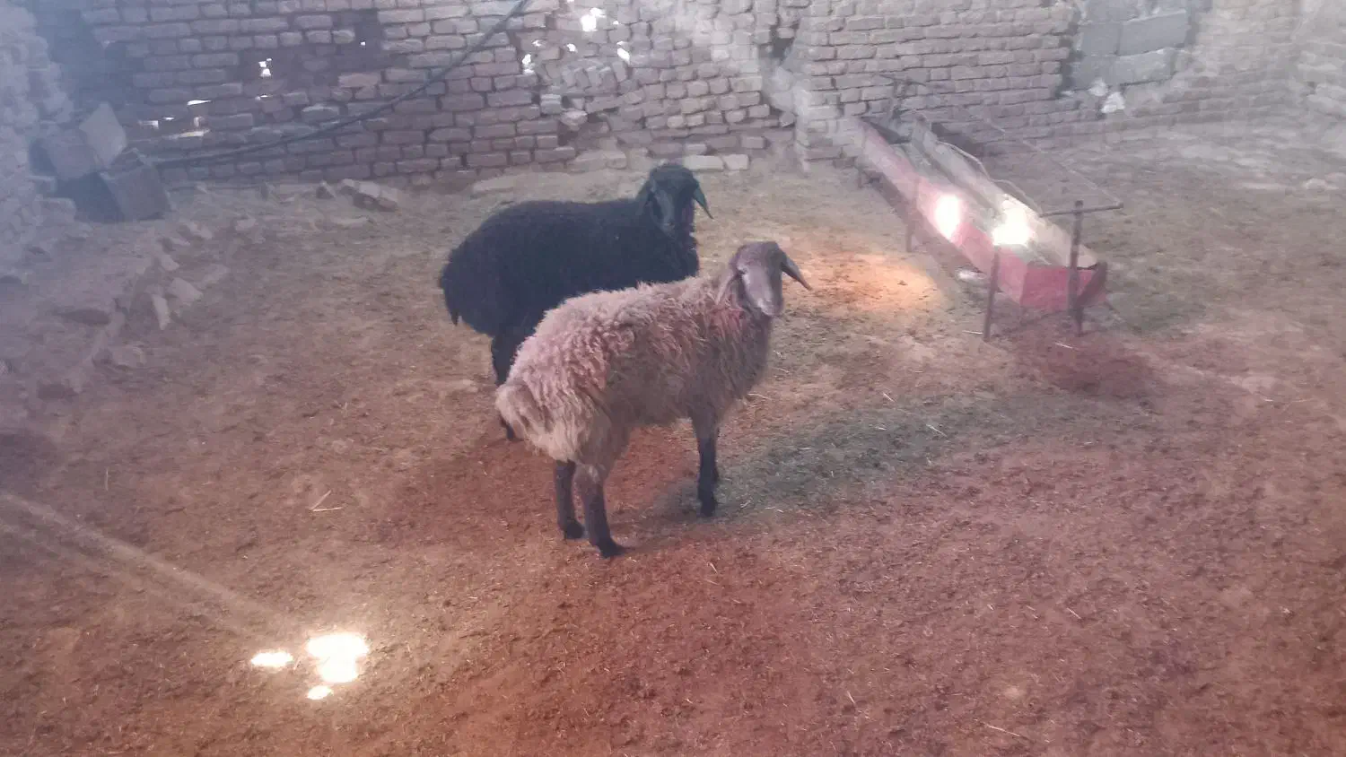 بره هترو وهمو|حیوانات مزرعه|مشهد, درزآب|دیوار