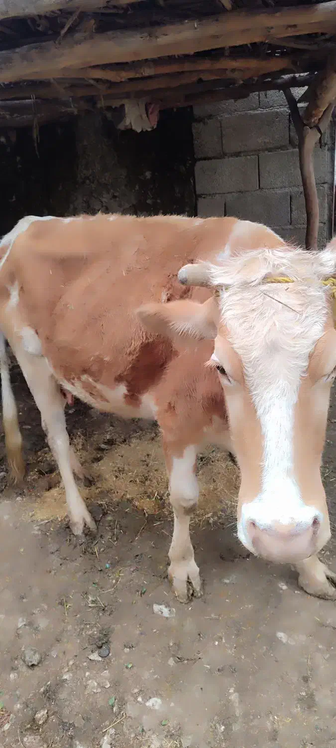 گاو|حیوانات مزرعه|ایذه, |دیوار