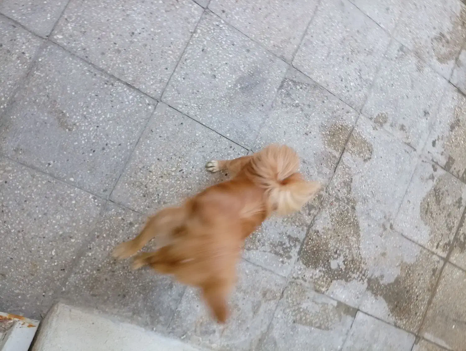 فروش قیمت 10|سگ|پاکدشت, پاکدشت (مامازند)|دیوار