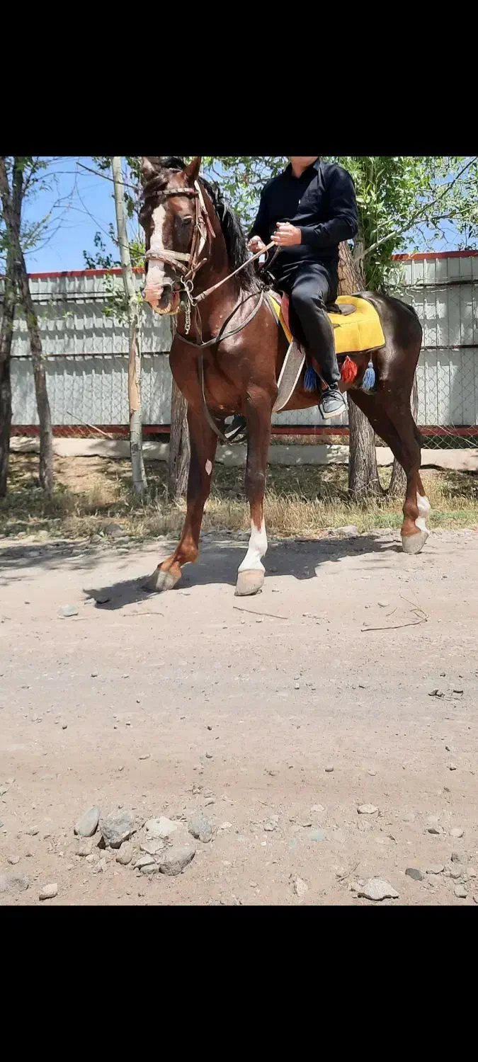 اسب|اسب و تجهیزات اسبسواری|سراب, |دیوار