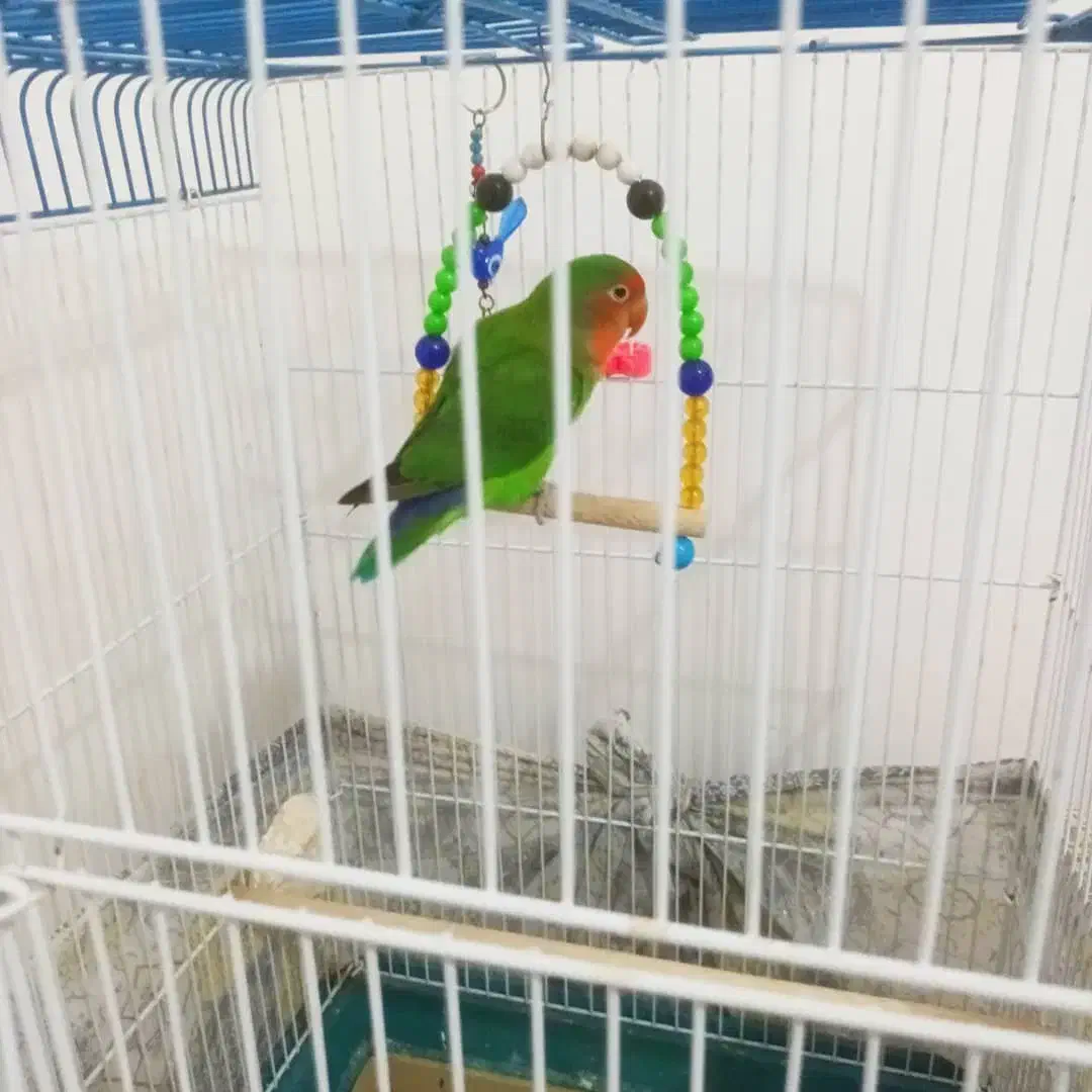 طوطی بزریلی همراه با قفس سالم و سلامت قیمت مناسب|پرنده|تهران, سهروردی|دیوار
