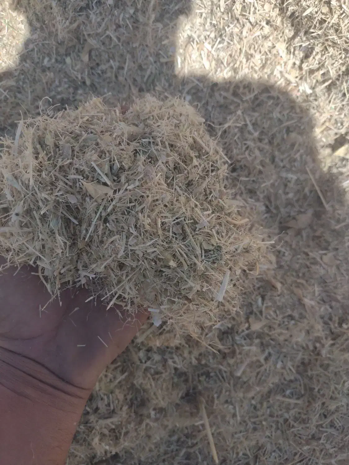 خوراک دام گاو گوسفند|حیوانات مزرعه|شهر بابک, |دیوار