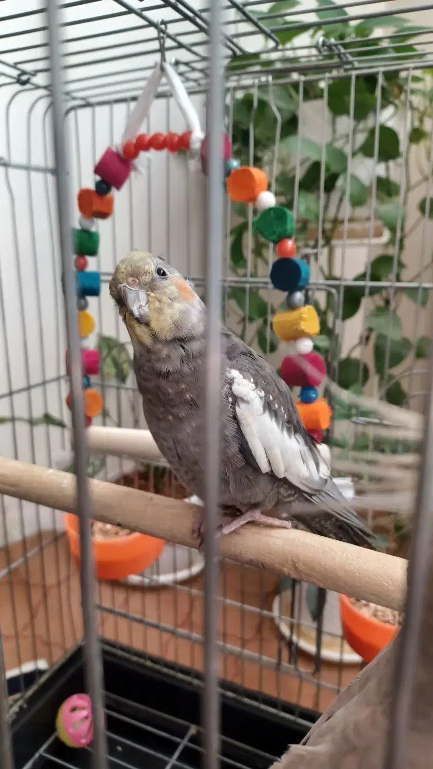 عروس هلندی|پرنده|نسیم‌شهر, |دیوار