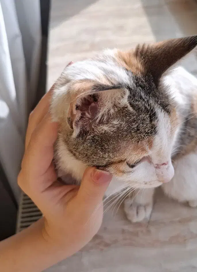 واگذاری رایگان|گربه|قم, شاه سید علی|دیوار